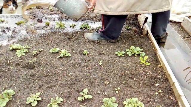 Чем подкормить картофель весной для хорошего урожая смотреть онлайн