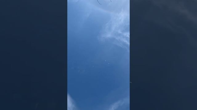 Агасиевские бойные голуби, молодеж. Николая Буглова в Ростовской области. смотреть онлайн