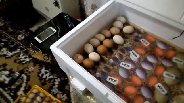 Теплуша 72 Убираем лоток с инкубатора под выводок) смотреть онлайн