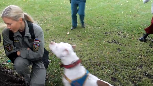 Собака - спасатель РОССОЮЗСПАС / Dog - the rescuer Russian Union of Rescuers смотреть онлайн