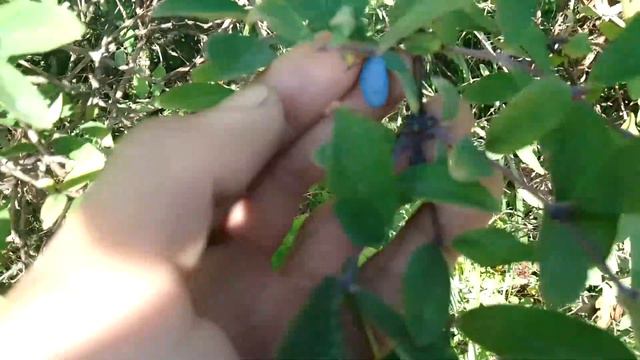 ASMR с разговором.Прогулка по дому 🏠 . огород, природа.тк ТК тк смотреть онлайн