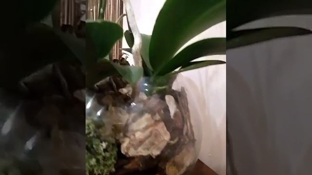 Орхидеи в закрытой системе. смотреть онлайн