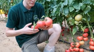 Томат Пинки F1