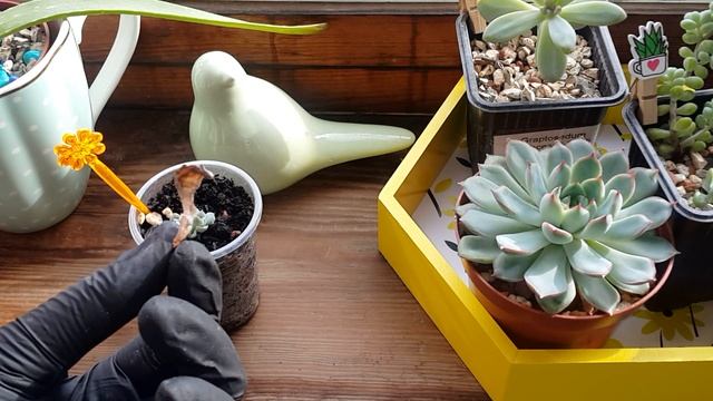 #150 Как размножать суккуленты листьями? Как правильно укоренять листочки? Быстро и легко! смотреть онлайн