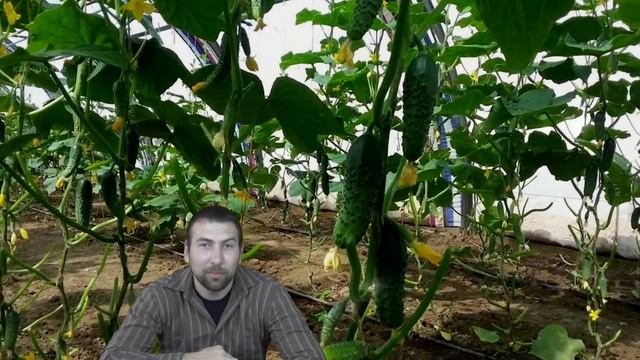 Почему огурцы плохо растут и что делать чем подкормить решение видео смотреть онлайн