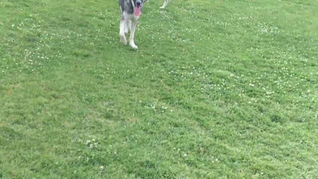 German Shepherd Protects Schnauzer from a Dalmatian смотреть онлайн