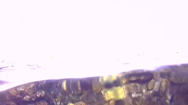 Hawksbill sea turtle, Черепаха Бисса смотреть онлайн