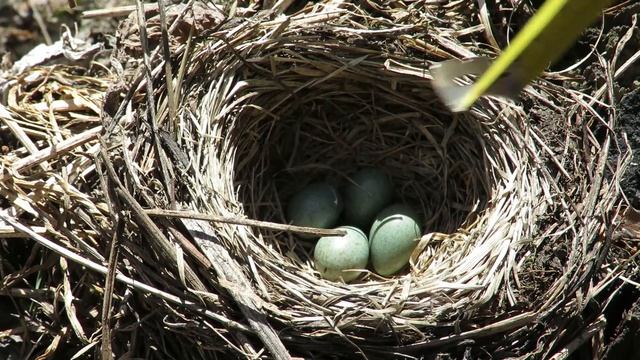 Гнездо дрозда Белобровика с кладкой яиц смотреть онлайн