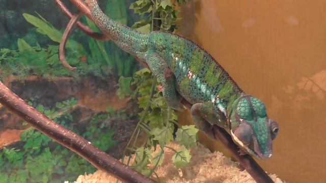 Пантеровый Хамелеон _ Panther Chameleon (Organism Classification) _ HD+1080p смотреть онлайн
