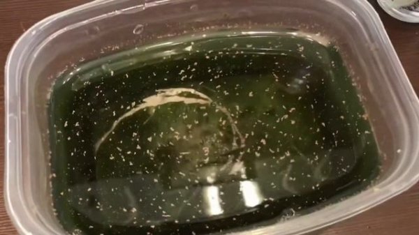 РАЗВЕДЕНИЕ АРТЕМИИ / Как выводить артемию из яиц