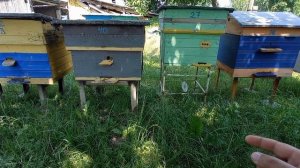 Поющая МАТКА! Почему? Что с ней делать? И чего ждать дальше? Это косяк пчеловода на пасеке.