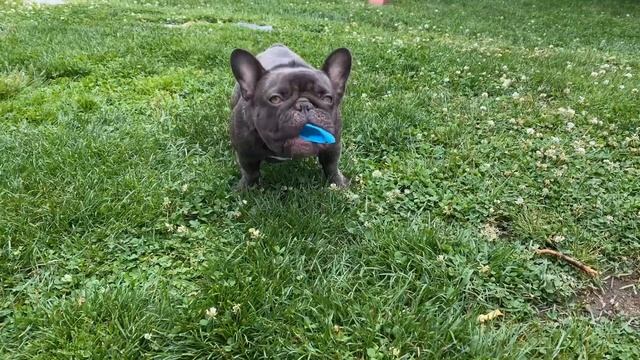 Chocolate French Bulldog, Frenchie , Mini Bulldog , Cutest Dog Ever ! Cute French Bulldog