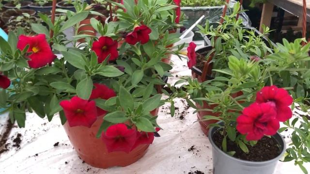 Подбор правильного грунта для Калибрахоа и Петунии!