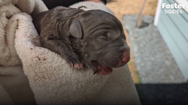 Couple Has No Idea Their Foster Dog Is Pregnant With Tons Of Puppies | The Dodo Foster Diaries смотреть онлайн