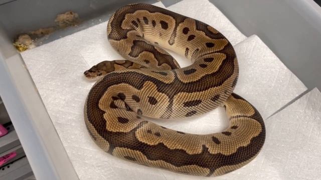 SPECTACULAR BALL PYTHON MORPH: LEOPARD BLACKHEAD ULTRAMEL! смотреть онлайн