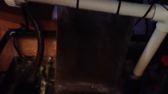 Switching from crushed coral to sand смотреть онлайн