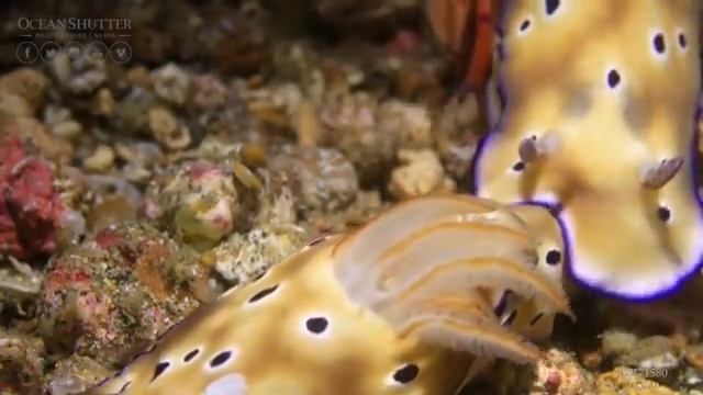 🦐🦐КРеВЕТКА-НАЕЗДНИЦА🦐🦐 смотреть онлайн