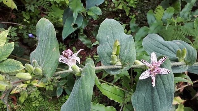 Toad lily - grow & care (Tricyrtis) смотреть онлайн