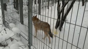 ПОВЕДЕНИЕ ВОЛКОВ