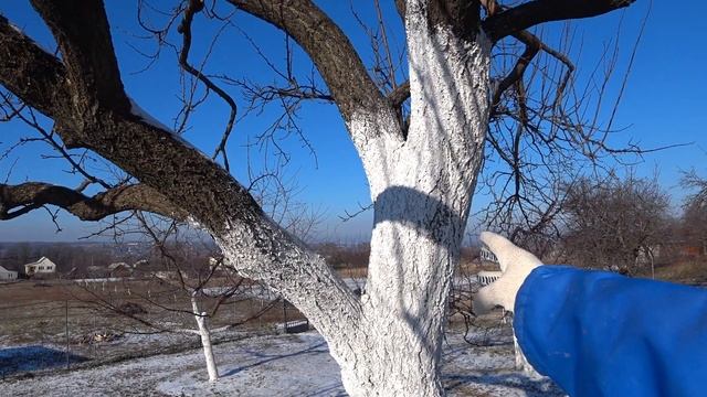 КАК ПОНИЗИТЬ КРОНУ на СТАРОМ ДЕРЕВЕ 3 ВАРИАНТА смотреть онлайн