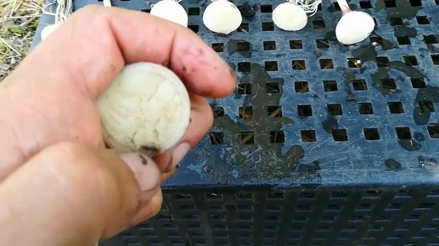 Однозубка чеснока на 23 мая(на 300кг\сот.) смотреть онлайн