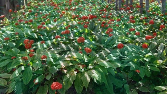 Выращивание женьшеня как бизнес идея смотреть онлайн