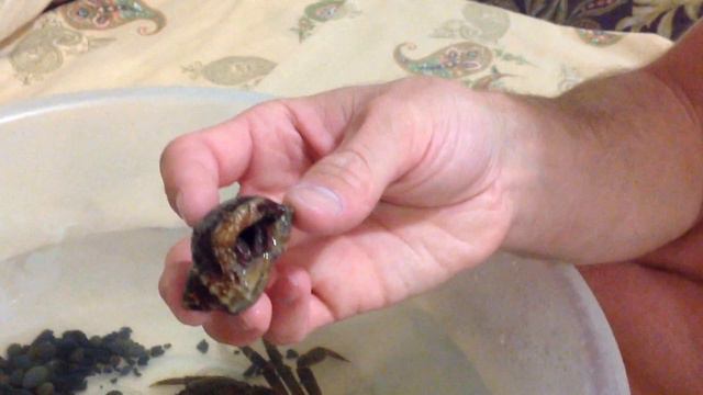 Краб отшельник смотреть онлайн