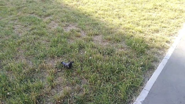 Хорошо Пошёл) Пион с бывшим переломом крыла выпущен на волю🐦 смотреть онлайн