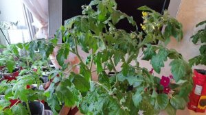 Два томата в одну лунку  Рассада  томата Почему не выращиваю по два в одной емкости  Делюсь опытом