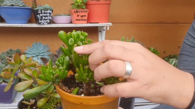 Crassula Ovata o Arbol de Jade y sus 8 VARIEDADES смотреть онлайн