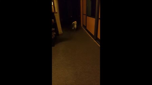 Кошка и красная точка смотреть онлайн