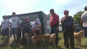 Всероссийская выставка охотничьих собак.2019 год Рязанская область.Ринг русских гончих выжловок ст.