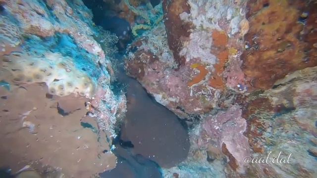 Meemu Atoll Maldives @ aabdat смотреть онлайн