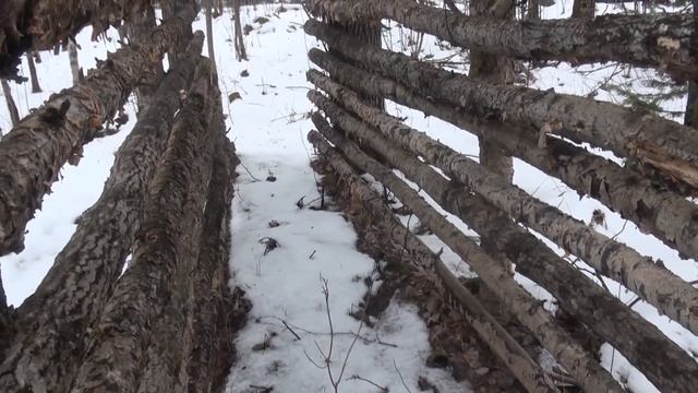 Медведь съел лайку, везем замену. смотреть онлайн