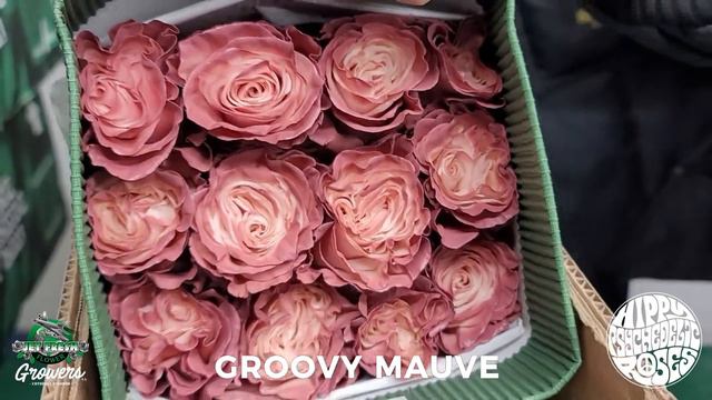 JFTV: Jet Fresh Flower Growers' #HippyPsychedelicRoses - Fresh Fall Colors with Fern смотреть онлайн