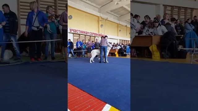 Всеросс. выставка г. Иркутск, 20.05.17 кобели промежуток смотреть онлайн