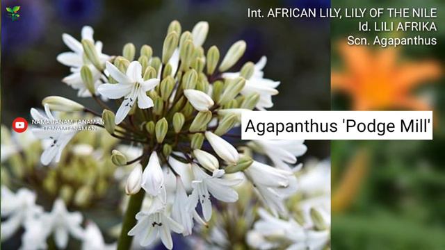 LILI AFRIKA Part 3 | AFRICAN LILY VARIETIES | Agapanthus | Plant Id | Bunga Lili