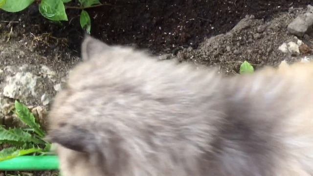 САМЫЙ ПРОСТОЙ СПОСОБ РАЗМНОЖЕНИЯ ГОРТЕНЗИЙ смотреть онлайн