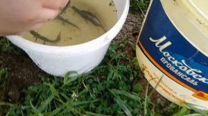 Ловля тритонов под дождем!