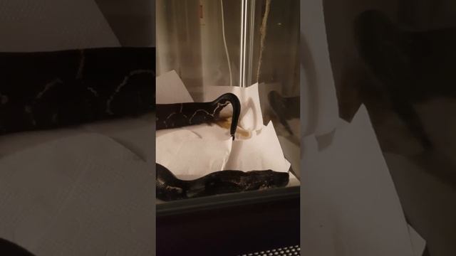 Как змеи ходят в туалет. ( Snake goes to the toile ) смотреть онлайн