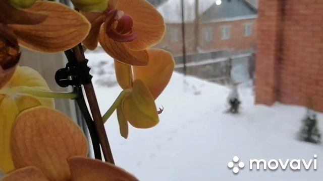 Целый лес цветоносов на орхидея. смотреть онлайн