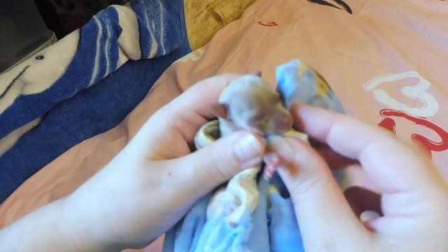 #ЧИХУА ЧЕМ КОРМИТЬ НОВОРОЖДЕННЫХ ЩЕНКОВ ?#ПИТОМНИКМАРИМИСТИК#купитьчихуапродаю#RoyaCaninBabydogMil смотреть онлайн