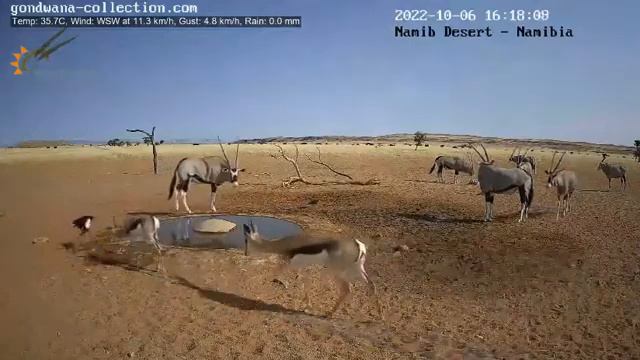 Сернобык жадничает-попить не дает другим животным и воронам #Намибия смотреть онлайн