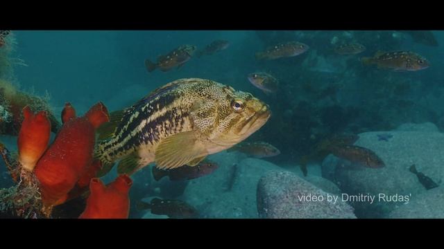 Подводные путешествия по Японскому морю смотреть онлайн