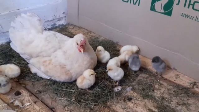 Нужен ли петух в курятнике -2 смотреть онлайн