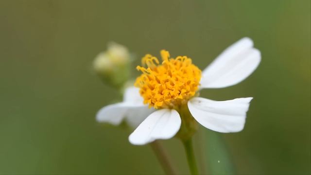 Подруга наглым образом окрутила парня и сделала меня соучастницей. У нее все бы получилось, если бы смотреть онлайн