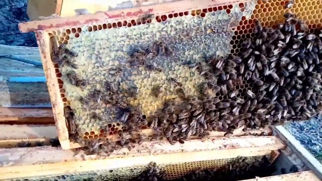 Проверка расплода пчел в начале марта 2020 г.