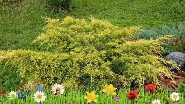 Можжевельник горизонтальный Лайм Глоу ? Обзор: посадка и уход. саженцы: описание и особенности смотреть онлайн