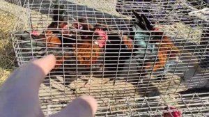 Бойцовские Петухи . Рынок птиц Курчалой Чечня. 6.03.2021г