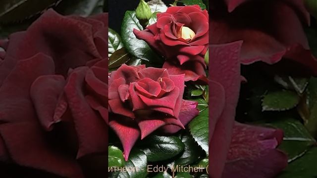 Как распускается роза Эдди Митчелл - Eddy Mitchell (Meilland Франция, 2008) смотреть онлайн